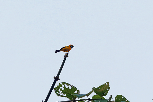 Carterornis chrysomela