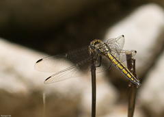 Trithemis dorsalis