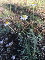 Erigeron pumilus