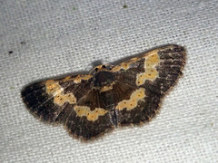 Peratophyga flavomaculata