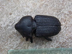 Homalinotus
