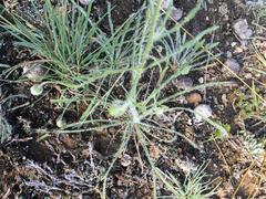 Erigeron pumilus