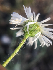 Erigeron pumilus