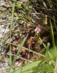 Drosera collinsiae
