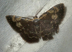 Peratophyga spilodesma