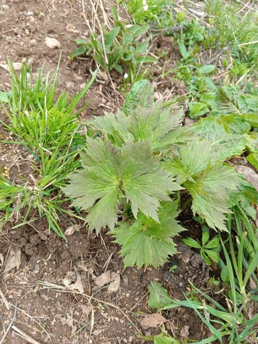 Image of Aconitum orientale by (c) Maria Kohanovskaya, some rights reserved (CC BY)