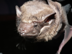 Taphozous melanopogon