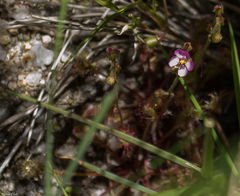 Drosera collinsiae