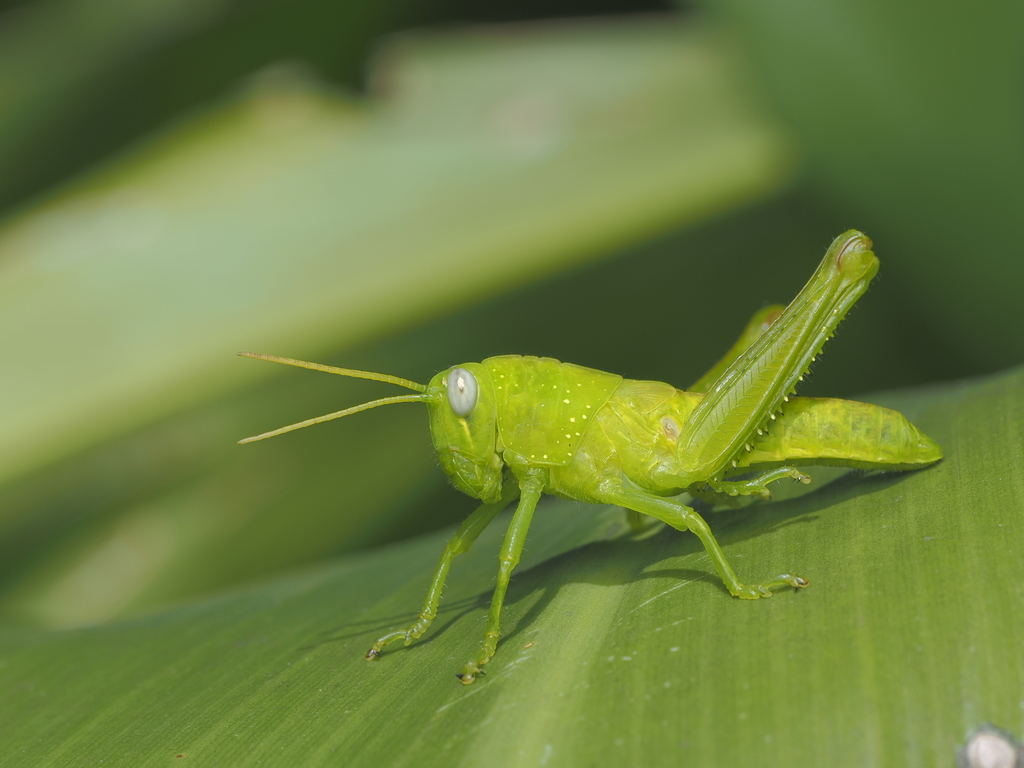 Valanga excavata
