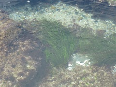 Phyllospadix scouleri