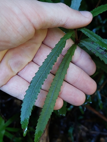 Image of Ixerba brexioides by no rights reserved