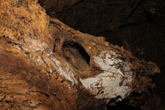 Callergates gaillardoti