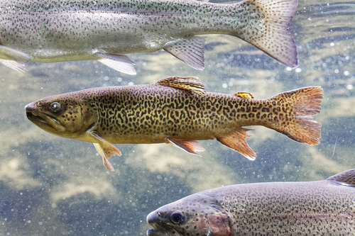 Tiger Trout