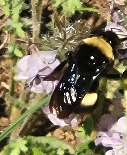 Crotch's Bumble Bee photo 6