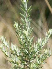 Phylica paniculata