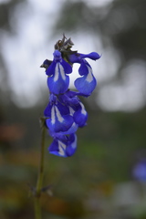 Salvia prunelloides