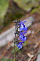 Salvia prunelloides