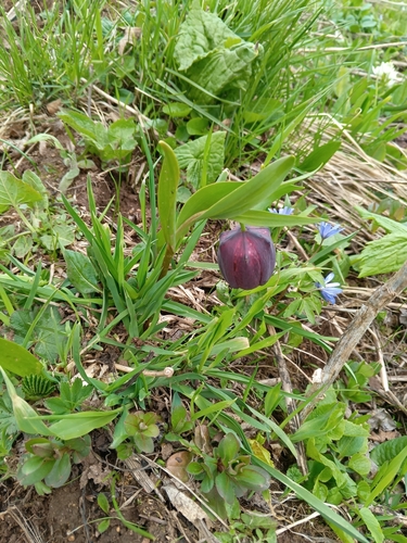 Image of Fritillaria latifolia by (c) Maria Kohanovskaya, some rights reserved (CC BY)
