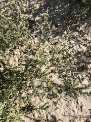 Atriplex argentea expansa