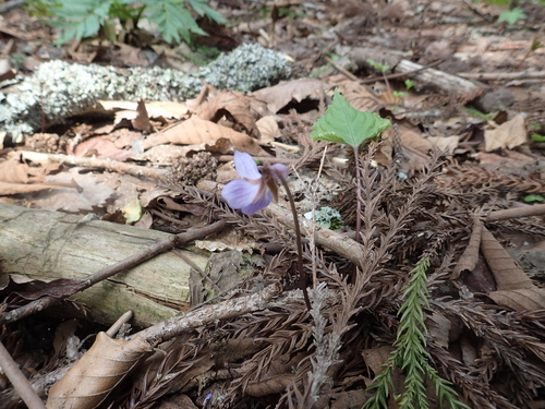 Viola vaginata iNat (3)