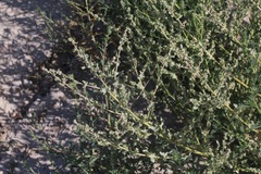 Atriplex argentea expansa