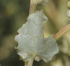 Atriplex argentea expansa