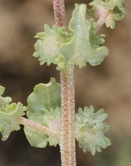 Atriplex argentea expansa