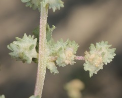 Atriplex argentea expansa
