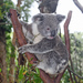 Koalas - Photo (c) Michael Jefferies, some rights reserved (CC BY-NC)