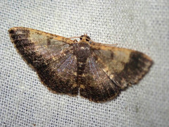 Peratophyga venetia