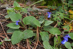 Salvia prunelloides
