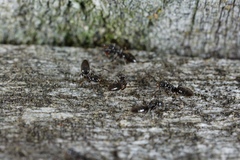Technomyrmex jocosus