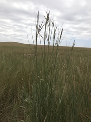 Andropogon hallii