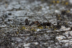 Technomyrmex jocosus