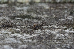 Technomyrmex jocosus