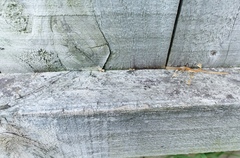 Technomyrmex jocosus