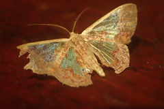 Peratophyga xanthyala