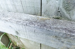 Technomyrmex jocosus