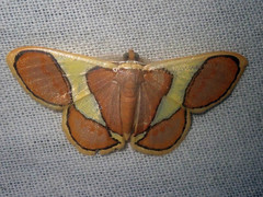 Plutodes cyclaria