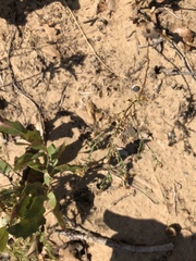 Erigeron bellidiastrum
