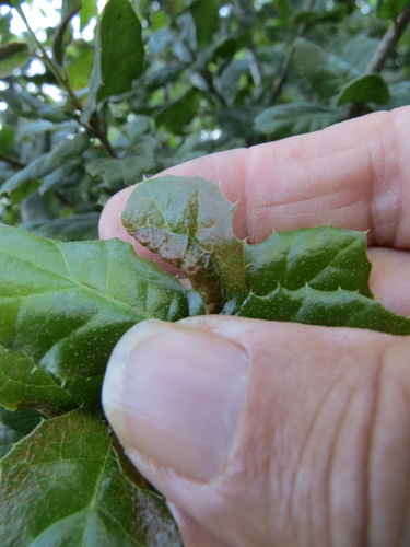 iNaturalist observation photo of Californian Woolly Oak Aphid
