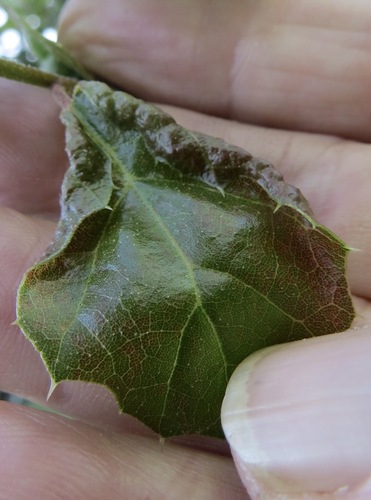 iNaturalist observation photo of Californian Woolly Oak Aphid