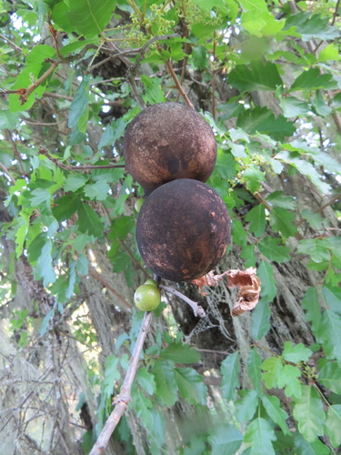 iNaturalist observation photo of California Gall Wasp