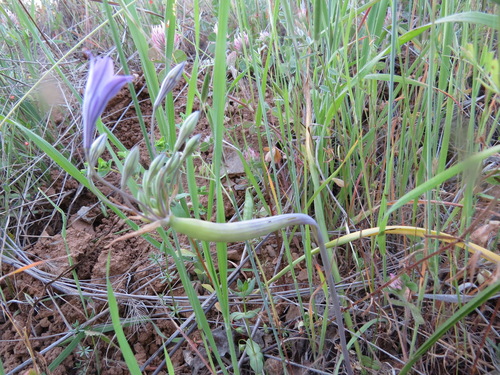 iNaturalist observation photo of Lasioptera