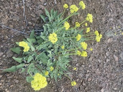 Eriogonum compositum