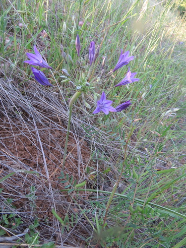 iNaturalist observation photo of Ithuriel's Spear