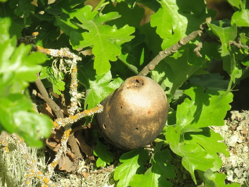 iNaturalist observation photo of California Gall Wasp