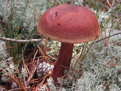 Aureoboletus projectellus