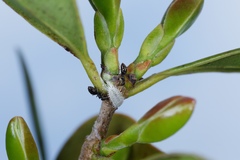 Technomyrmex jocosus