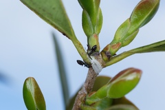 Technomyrmex jocosus